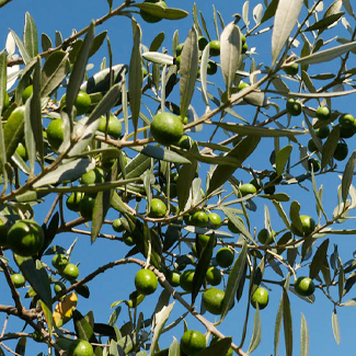Galega