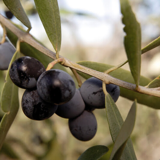 Blanqueta