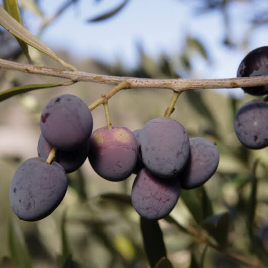 Arberquina