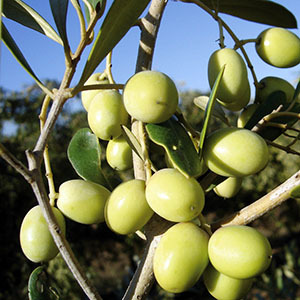 Arbosana